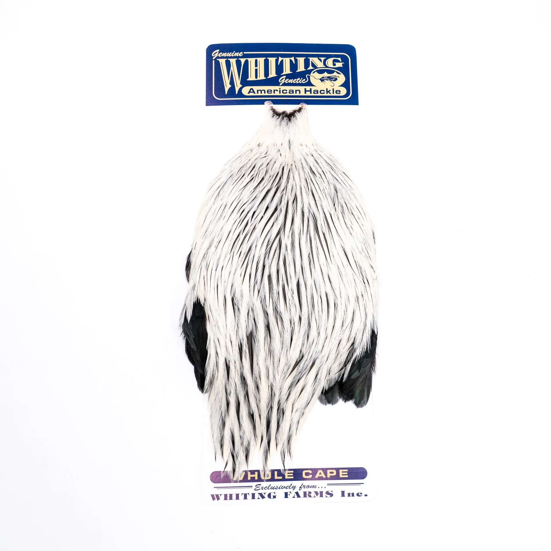 Whiting American Rooster Cape